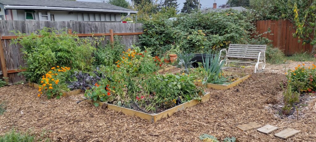 How to Build and Fill Free or Super Cheap Raised Beds - a post by Moon and Hare Collective