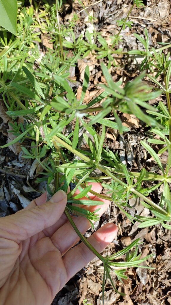 5 Powerhouse Herbs that Might Be Growing as Weeds in Your Yard