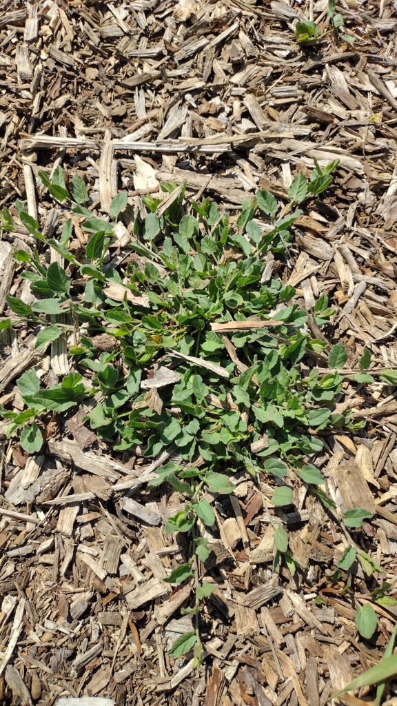 Bindweed - or Wild Morning Glory - a weed that you might find growing in your yard that has great herbal uses!