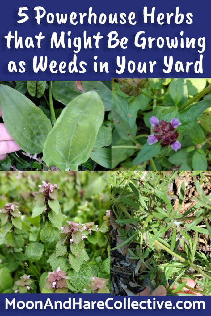 5 Powerhouse Herbs that Might Be Growing as Weeds in Your Yard