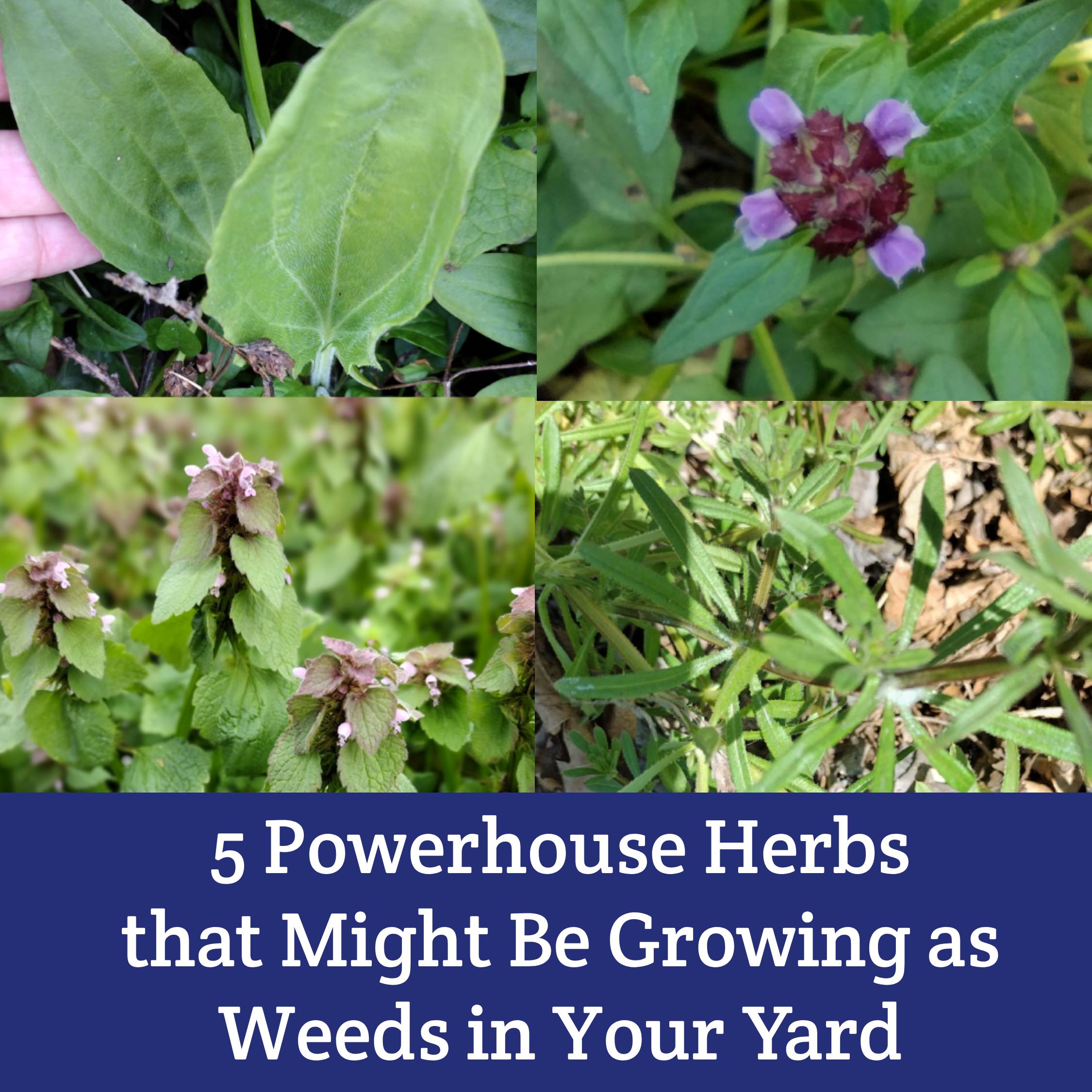 5 Powerhouse Herbs that Might Be Growing as Weeds in Your Yard