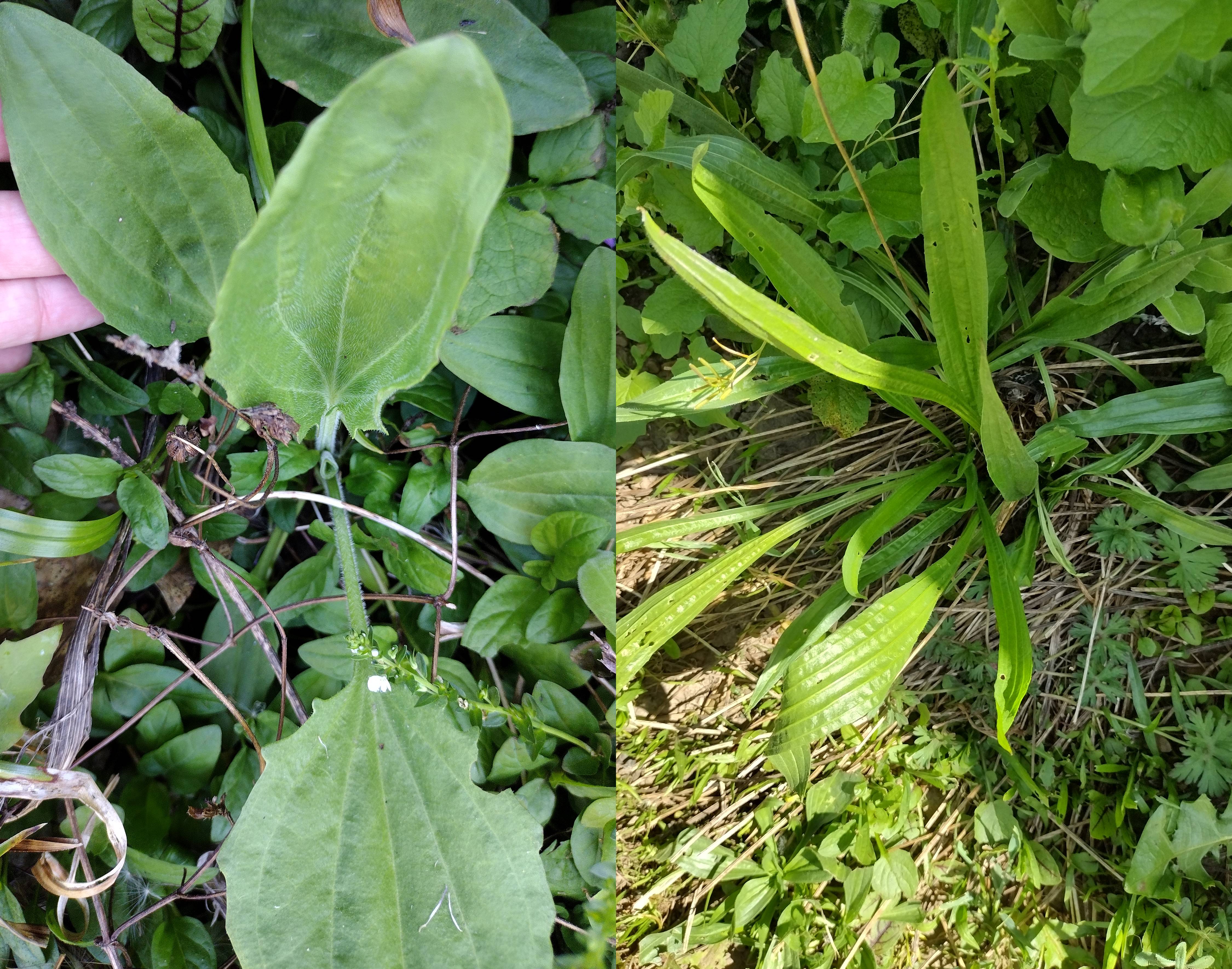 5 Powerhouse Herbs that Might Be Growing as Weeds in Your Yard