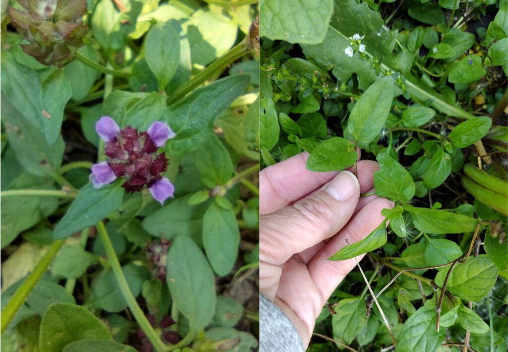 5 Powerhouse Herbs that Might Be Growing as Weeds in Your Yard